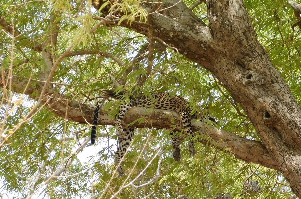 Galapita Eco Lodge Buttala Екстериор снимка