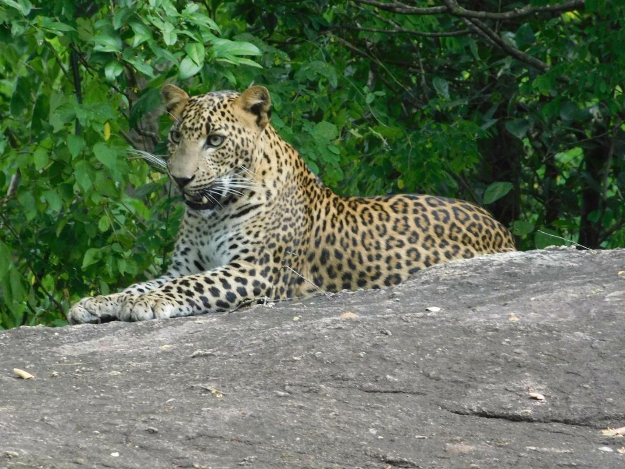 Galapita Eco Lodge Buttala Екстериор снимка